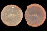 Fossil Shrimp (Essoidea) - Illinois #120975-1